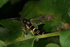 Synanthedon caucasica