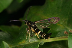 Synanthedon caucasica