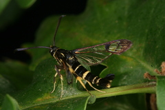 Synanthedon caucasica