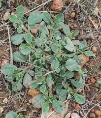 Tripodion tetraphyllum
