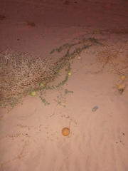 Citrullus colocynthis