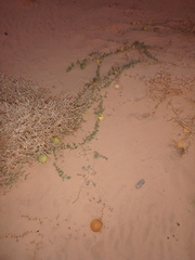 Citrullus colocynthis