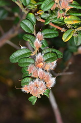 Oxylobium ellipticum