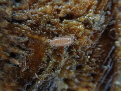 Trichoniscus pusillus