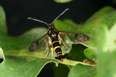 Synanthedon caucasica