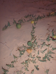 Citrullus colocynthis