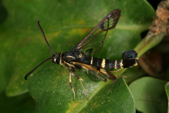 Synanthedon caucasica