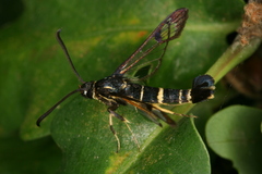 Synanthedon caucasica
