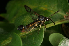 Synanthedon caucasica