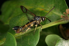 Synanthedon caucasica