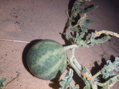 Citrullus colocynthis