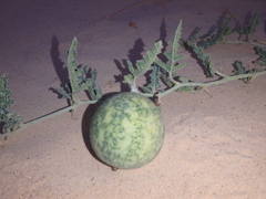 Citrullus colocynthis