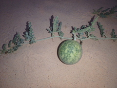 Citrullus colocynthis