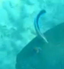 Labroides dimidiatus