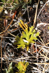 Austrolycopodium fastigiatum