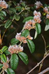 Oxylobium ellipticum