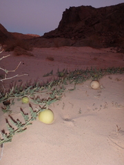 Citrullus colocynthis