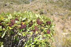 Pseudopanax colensoi