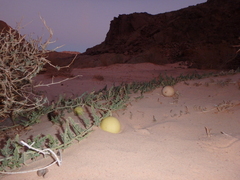 Citrullus colocynthis