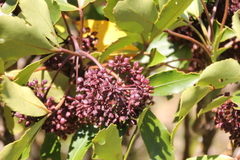 Pseudopanax colensoi