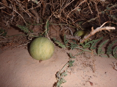 Citrullus colocynthis