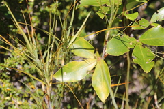 Pseudopanax colensoi