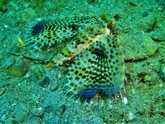 Dactyloptena orientalis