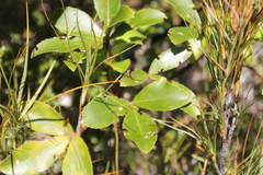 Pseudopanax colensoi