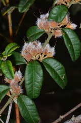 Oxylobium ellipticum