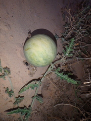 Citrullus colocynthis