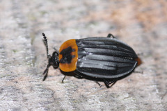 Oxelytrum discicolle