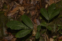 Flindersia schottiana