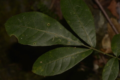 Flindersia schottiana