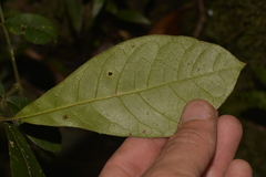 Flindersia schottiana