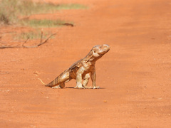 Varanus albigularis microstictus