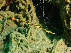 Dunckerocampus pessuliferus