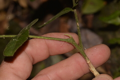 Flindersia schottiana