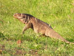 Varanus albigularis microstictus