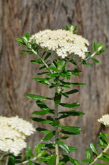 Ozothamnus cuneifolius