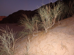 Retama raetam