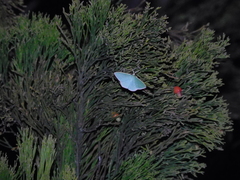 Prasinocyma semicrocea