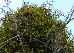 Viscum cruciatum