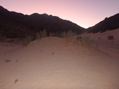Retama raetam