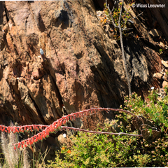 Gasteria disticha disticha