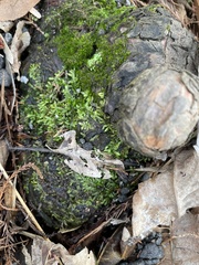 Entodon cladorrhizans