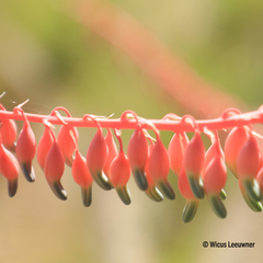 Gasteria disticha disticha