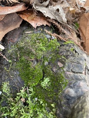 Entodon cladorrhizans