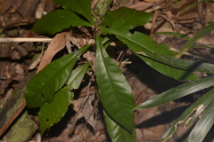 Eupomatia bennettii