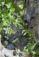 Entodon cladorrhizans