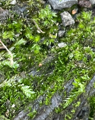 Entodon cladorrhizans